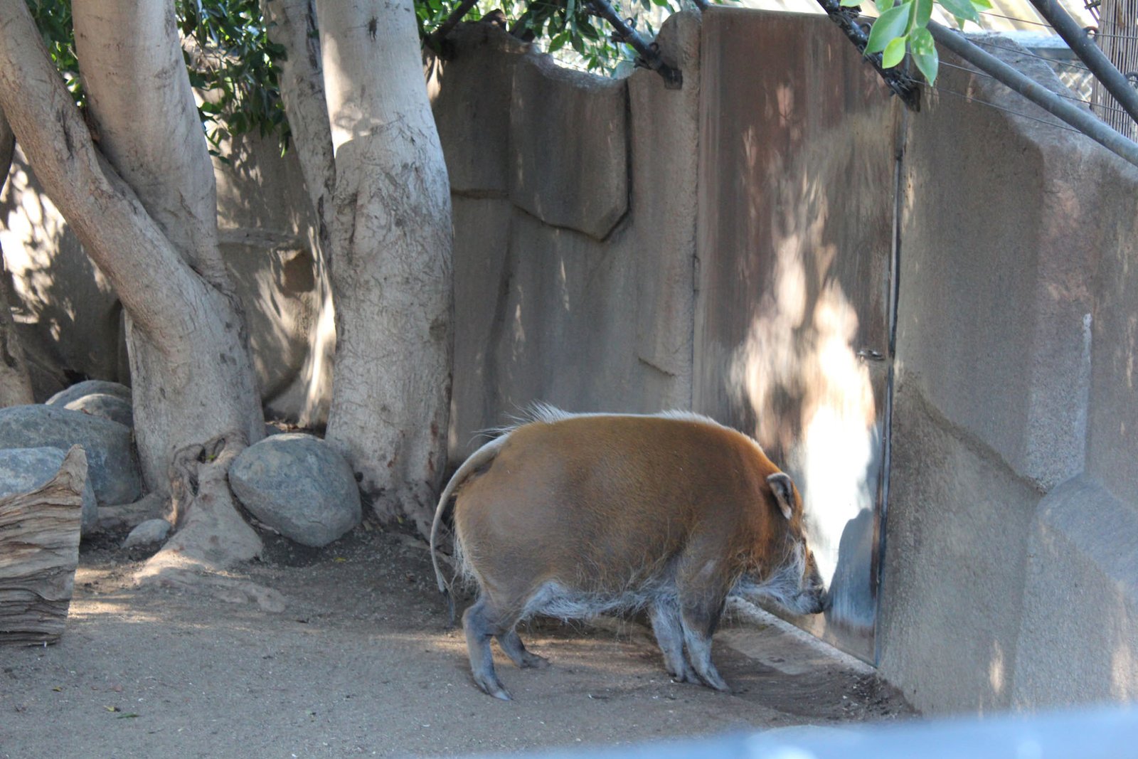 San Diego Zoo Part II 012